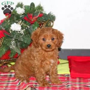 Bridgette, Cavapoo Puppy