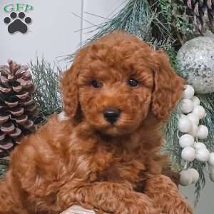 Bridgette, Miniature Poodle Puppy