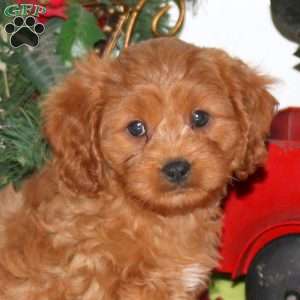 Bridgette, Cavapoo Puppy
