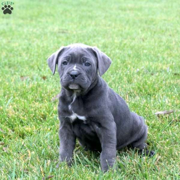 Brie, Cane Corso Puppy