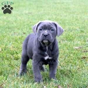 Brie, Cane Corso Puppy