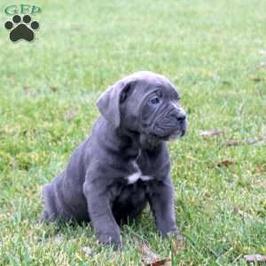 Brie, Cane Corso Puppy