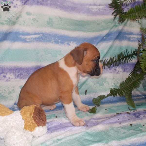 Brittany, Boxer Puppy