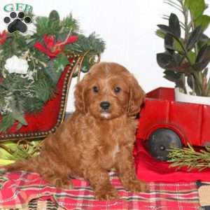 Brody, Cavapoo Puppy