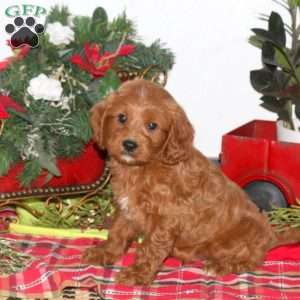 Brody, Cavapoo Puppy