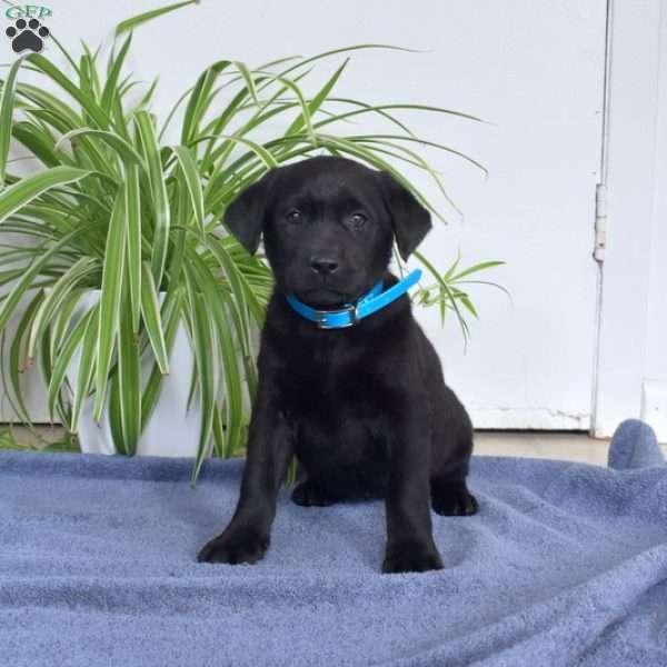 Brookie, Black Labrador Retriever Puppy