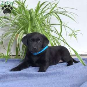 Brookie, Black Labrador Retriever Puppy