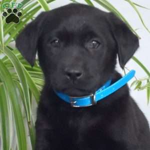 Brookie, Black Labrador Retriever Puppy