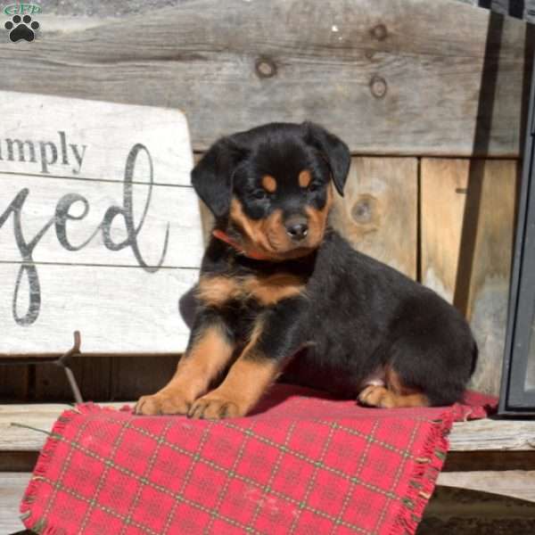 Brooklyn, Rottweiler Puppy