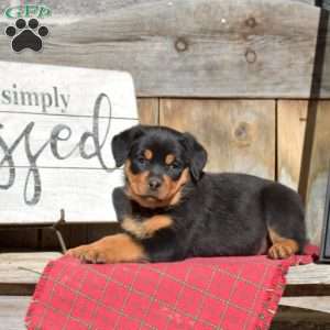 Brooklyn, Rottweiler Puppy