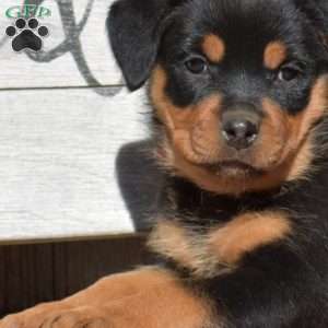 Brooklyn, Rottweiler Puppy