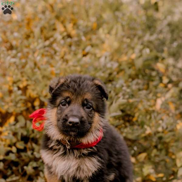 Cooper, German Shepherd Puppy