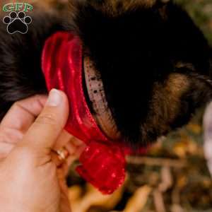 Cooper, German Shepherd Puppy