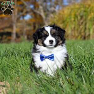 Bruno, Miniature Australian Shepherd Puppy