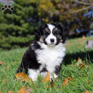 Bruno, Miniature Australian Shepherd Puppy