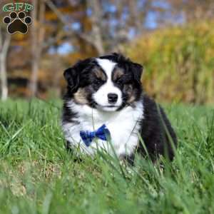 Bruno, Miniature Australian Shepherd Puppy