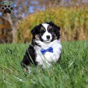 Bruno, Miniature Australian Shepherd Puppy
