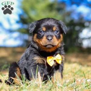 Bruno, Rottweiler Puppy