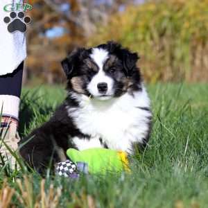 Bruno, Miniature Australian Shepherd Puppy