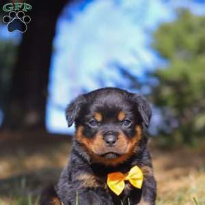 Bruno, Rottweiler Puppy