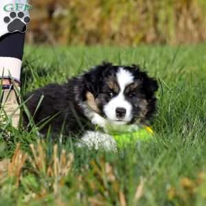 Bruno, Miniature Australian Shepherd Puppy