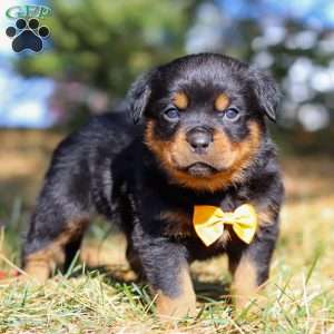 Bruno, Rottweiler Puppy