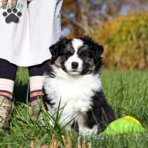 Bruno, Miniature Australian Shepherd Puppy