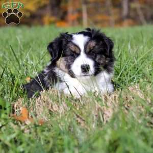 Bruno, Miniature Australian Shepherd Puppy