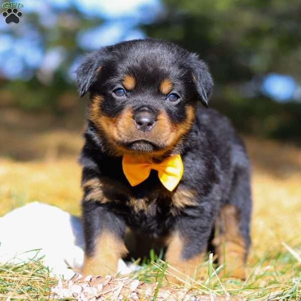 Bruno, Rottweiler Puppy