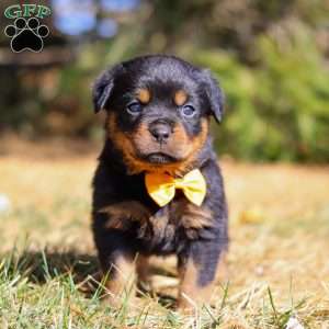 Bruno, Rottweiler Puppy