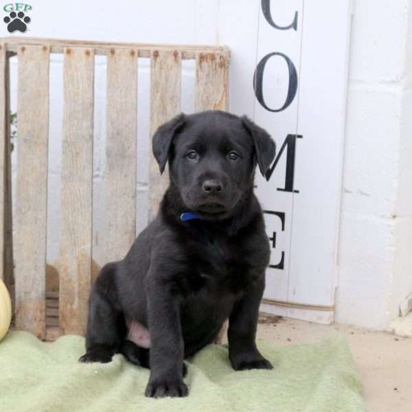 Bruno, Labrador Mix Puppy