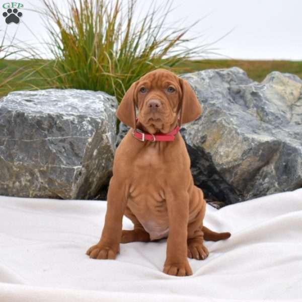 Bruno, Vizsla Puppy
