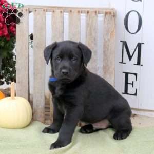 Bruno, Labrador Mix Puppy