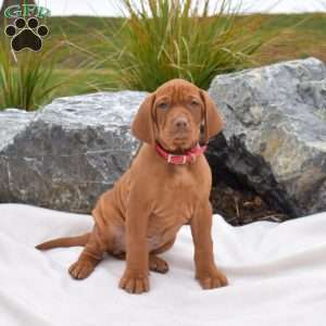Bruno, Vizsla Puppy