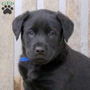 Bruno, Labrador Mix Puppy