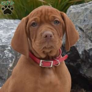 Bruno, Vizsla Puppy