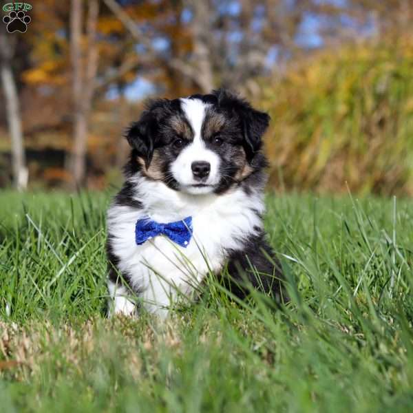 Bruno, Miniature Australian Shepherd Puppy