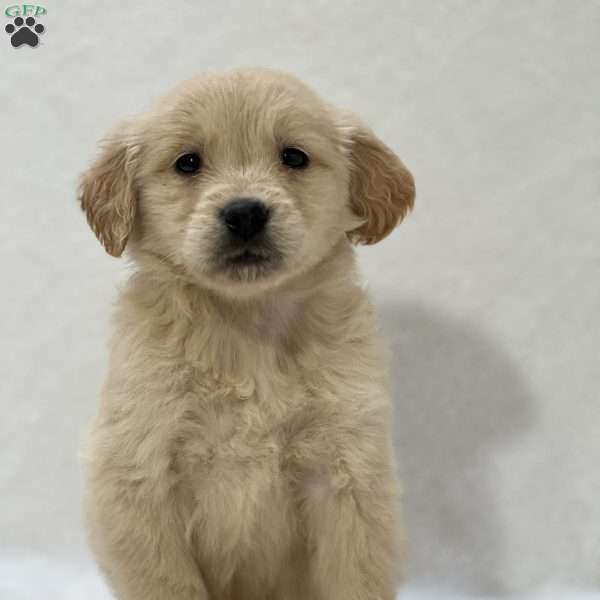 Bryan, Golden Retriever Puppy
