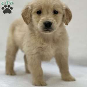 Bryan, Golden Retriever Puppy