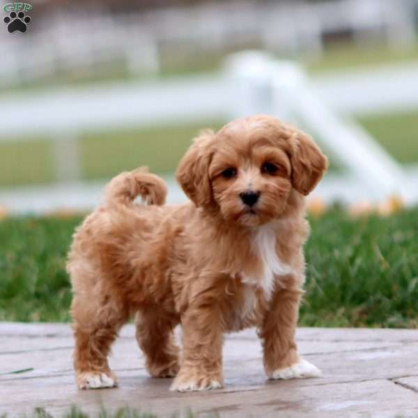Bryce, Maltipoo Puppy