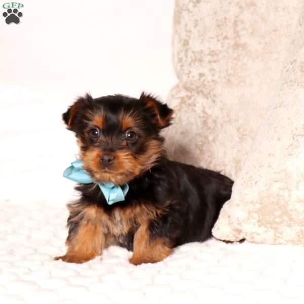 Bryce, Yorkie Puppy