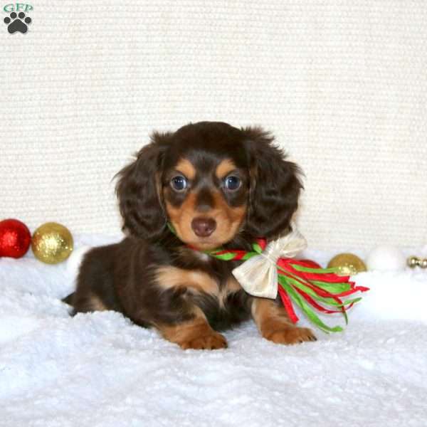 Bryce-MINI, Dachshund Puppy
