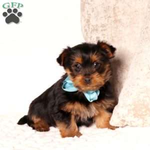 Bryce, Yorkie Puppy