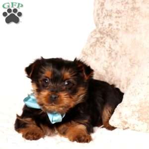 Bryce, Yorkie Puppy