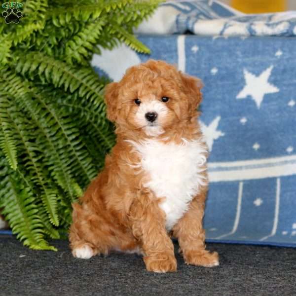 Bryson, Mini Goldendoodle Puppy