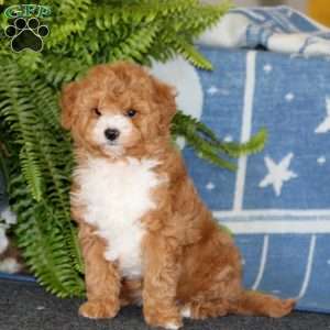 Bryson, Mini Goldendoodle Puppy