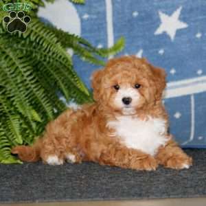 Bryson, Mini Goldendoodle Puppy