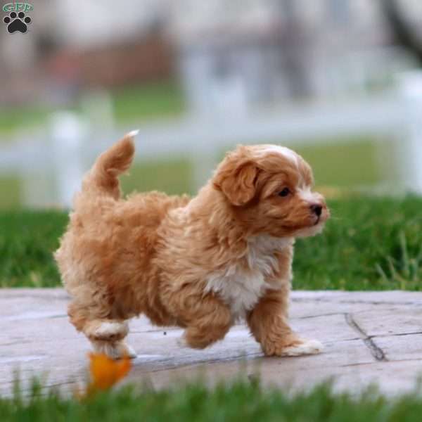 Bubba, Maltipoo Puppy