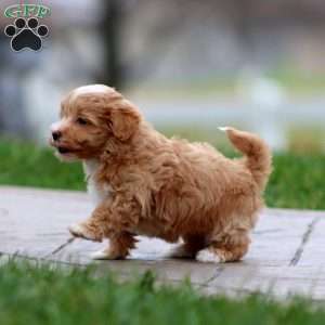 Bubba, Maltipoo Puppy