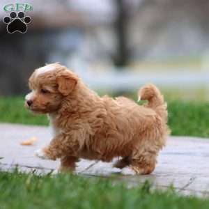 Bubba, Maltipoo Puppy